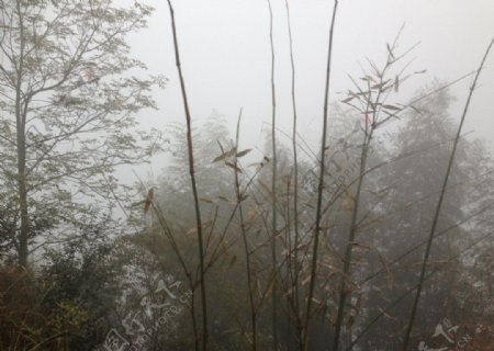 山野雾竹图片