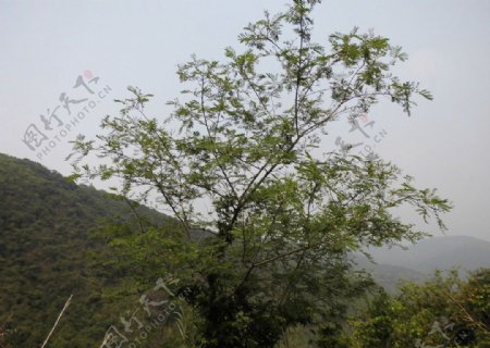 深圳朗唐山公园图片