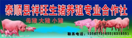 猪养殖图片