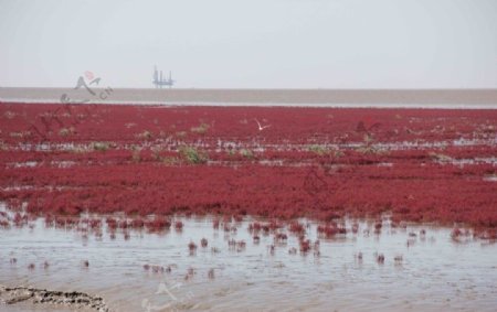 盘锦红海滩湿地图片