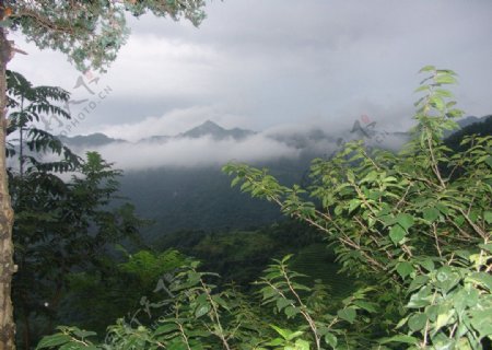 山峰森林图片