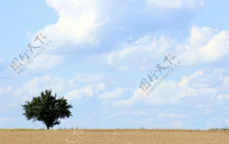 沙漠孤树摄影图片