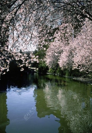 池塘边的花卉图片