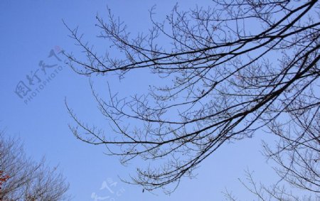 蓝天树枝图片