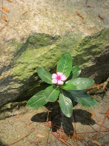 石缝花图片