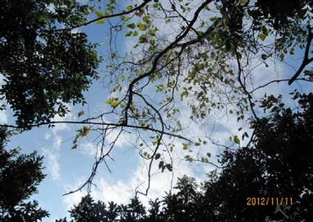 蓝天与树枝图片