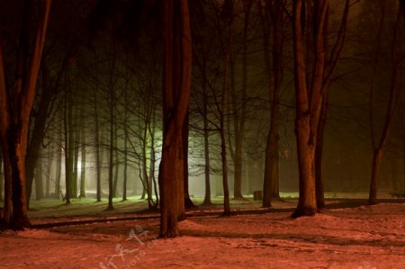 夜色下的森林图片