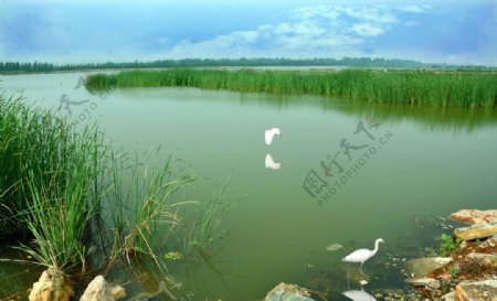 潘安湖湿地图片