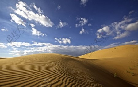 金色的沙漠波纹和蓝天白云图片