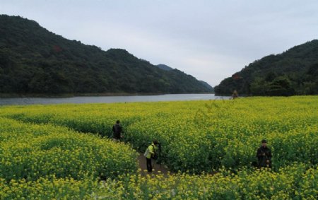 从化石门国家森林公园花海图片