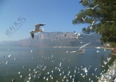 美丽滇池飞翔的海鸥图片