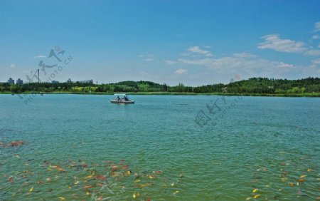 湖边的锦鲤图片