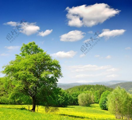 蓝天白云绿野绿树图片