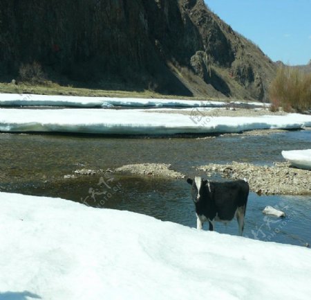 奶牛与冰雪图片