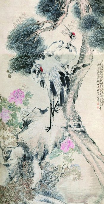 仙鹤松树图片