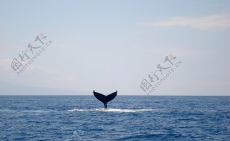 海中鲸鱼图片