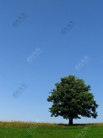 蓝天白云草地树木图片