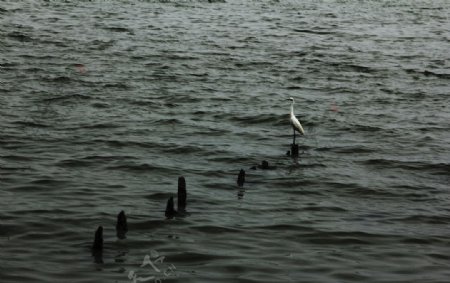 孤独海鸟图片