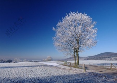 冬日里的树图片
