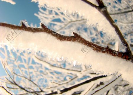 冬季树枝雪景图片