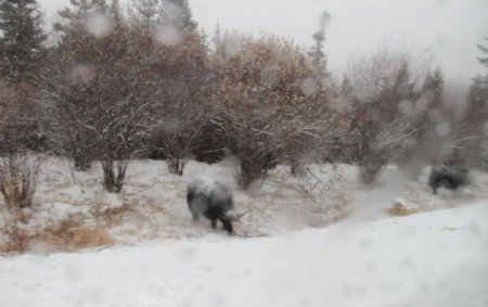 风雪图片