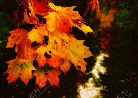 秋天的风景和落叶图片