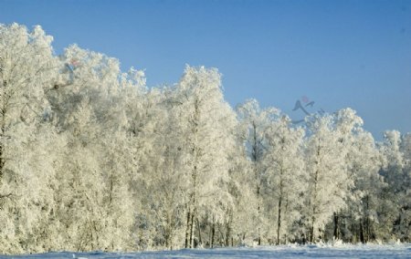 冬季雪树图片