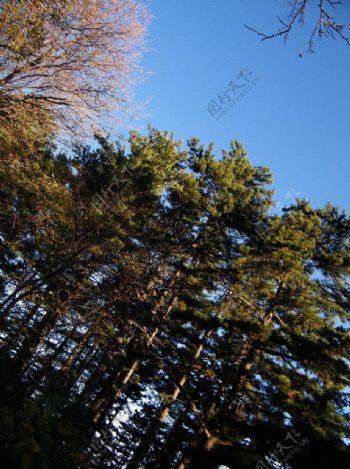 西安华山的树林图片