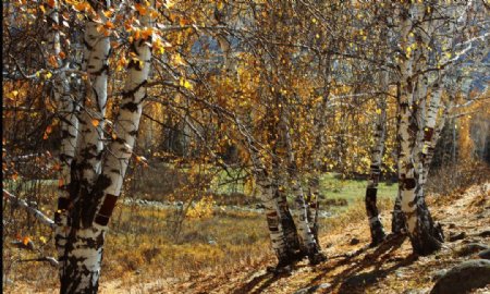 新疆喀纳斯禾木图片