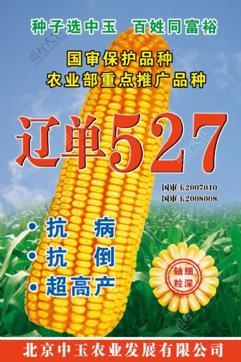 玉米农产品图片