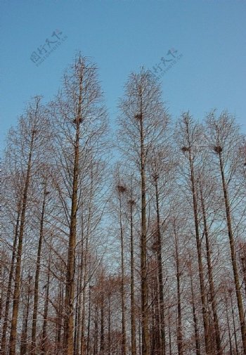 水杉树与鸟窝图片