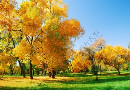 秋季茂盛的枫树叶草地枫树林图片