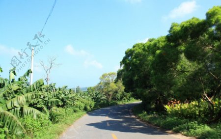 路边芭蕉树蓝天图片