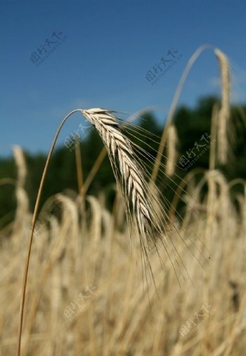麦子图片