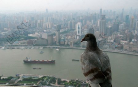 鸽子俯瞰黄浦江图片