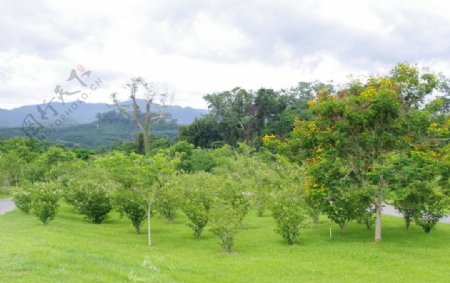 西双版纳热带植物园图片