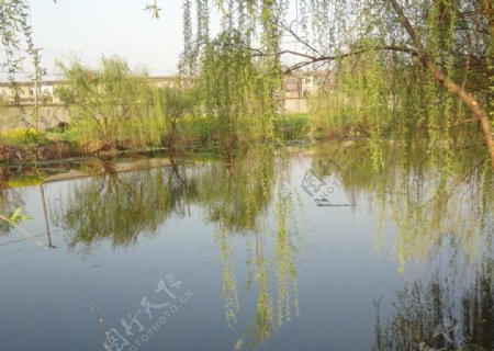 池塘与柳树图片