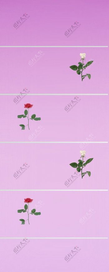 浅紫玫瑰图片