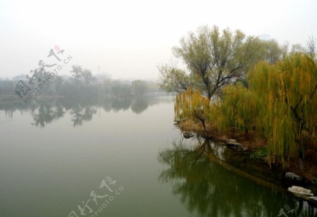 大明湖的柳树图片