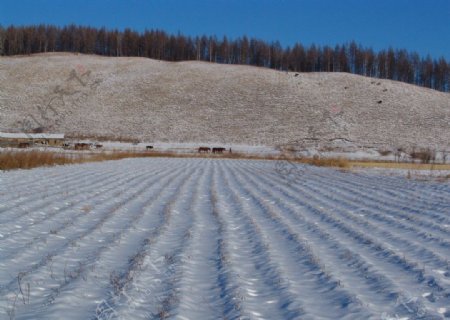 雪野图片