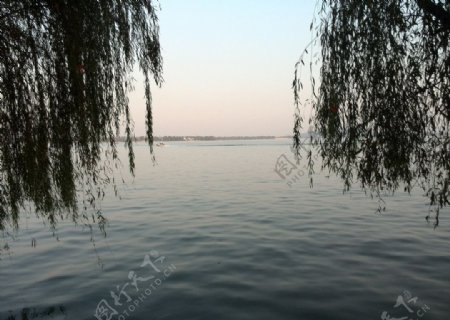 武汉东湖美景垂柳图片