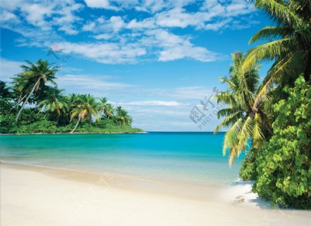 夏日蓝天海滩椰树图片