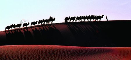 骆驼队伍图片