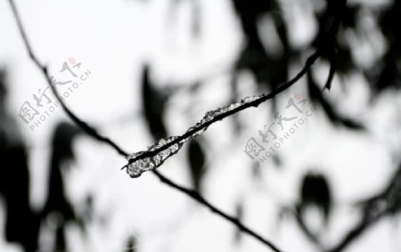 树枝结冰图片