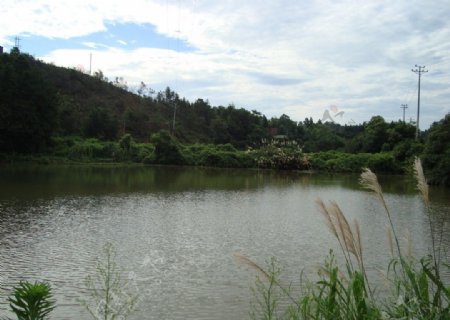 乡村池塘图片