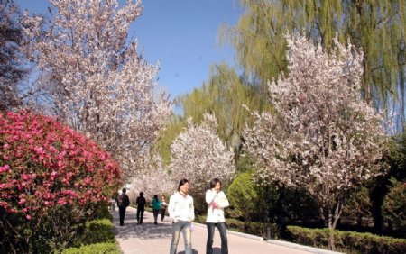 伊犁师范学院春天图片