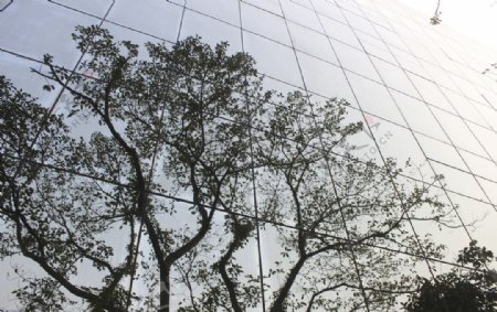建筑物镜面墙里的树倒影图片