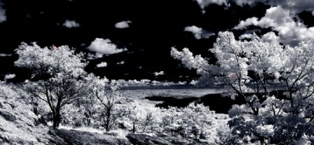 黑白风光树木云层树林白云草原图片