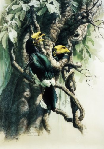 绿荫冠斑犀鸟图片