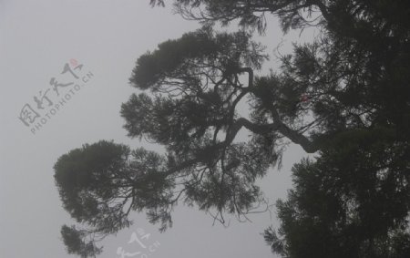 雾中树影图片